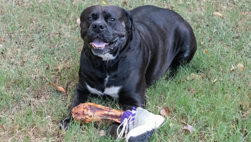 dog resource guarding a bone
