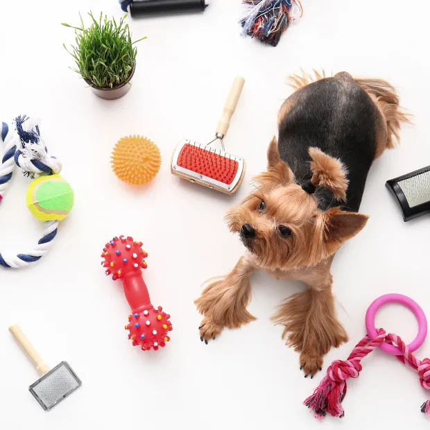 a yorkshire terrier dog surrounded by accessories, toys and brushes