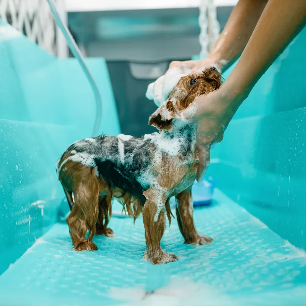 a small dog in a grooming bath being shampoo'd