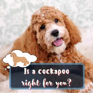 cockapoo dog laying down with the caption is a cockapoo right for you?