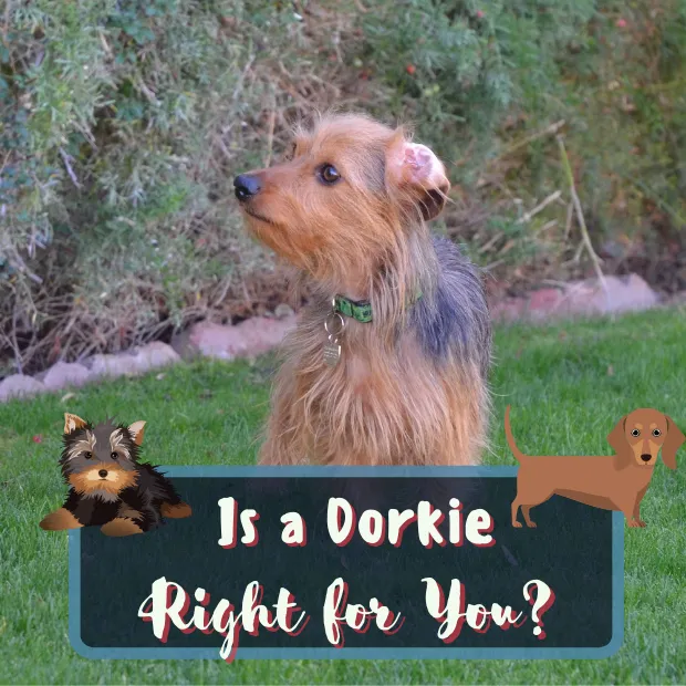 a dachshund cross yourkshire terrier dog in a garden with the caption is a dorkie right for you