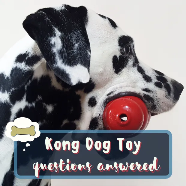 a Dalmatian dog holding a Kong in his mouth with the caption Kong dog toy your questions answered