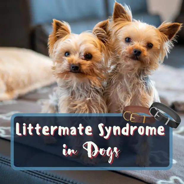 two small yorkshire terrier puppies with the caption littermate syndrome in dogs