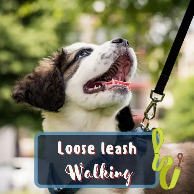 a dog on leash looking up at its handler with the caption loose leash walking