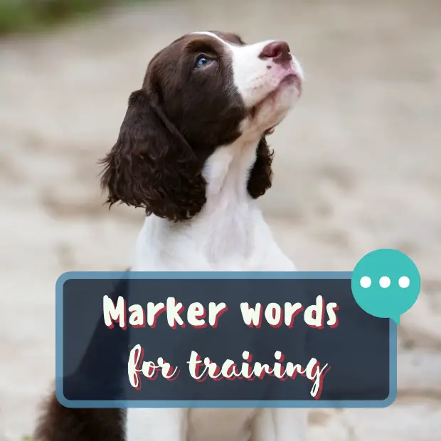 a springer spaniel puppy sitting whilst looking upwards at their human with the caption marker words for training