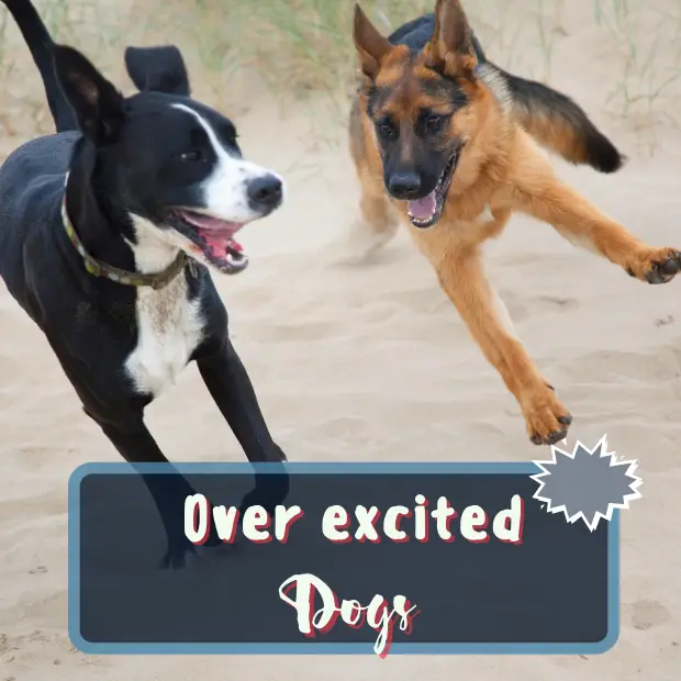 Two over excited dogs running together with the caption over excited dogs