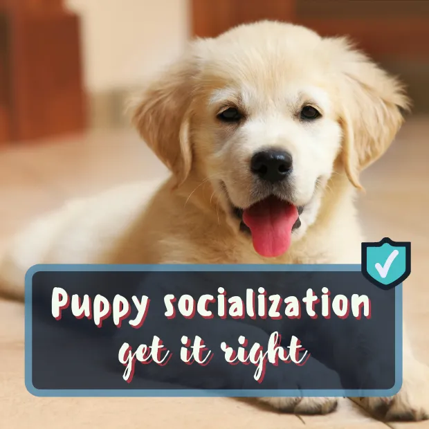 golden retriever puppy laying in a relaxed but alert pose in house with a blurred background with the caption puppy socialization get it right