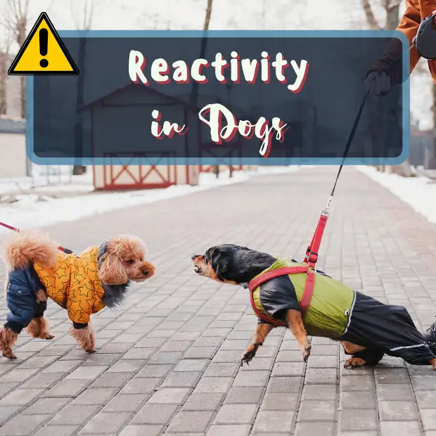 two small dogs on leads barking and lunging at each other with the caption reactivity in dogs