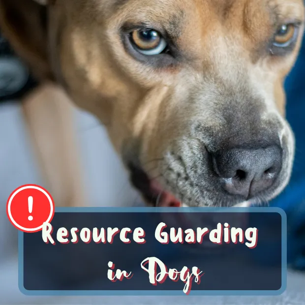 a dog standing over something and snarling with the caption resource guarding in dogs