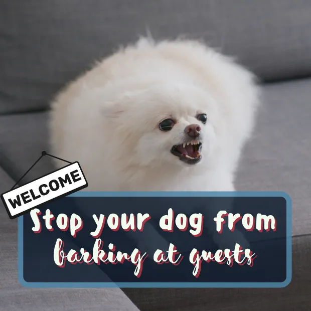 small white fluffy dog on a sofa looking aggressive with the caption stop your dog from barking at guests