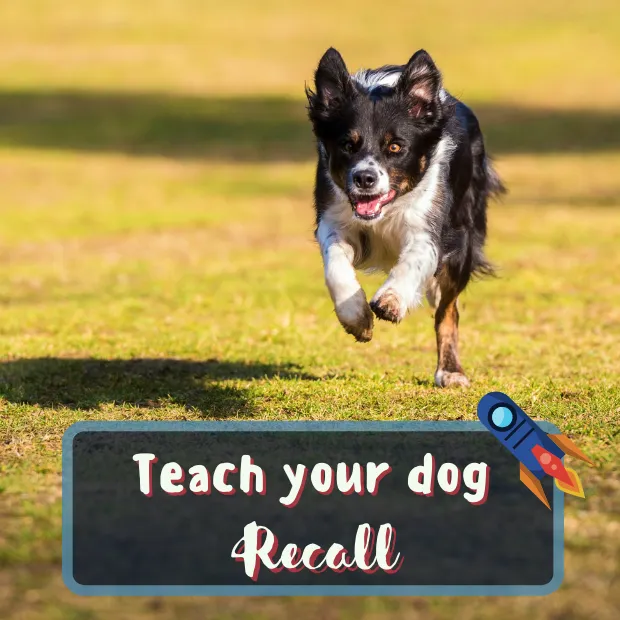 Border collie type dog running towards the camera with the caption teach your dog recall