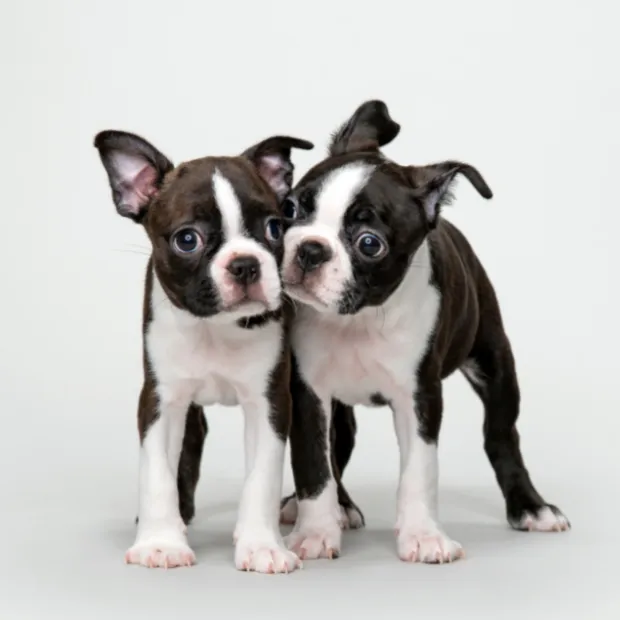 Two boston terrier puppies standing side by side touching one another