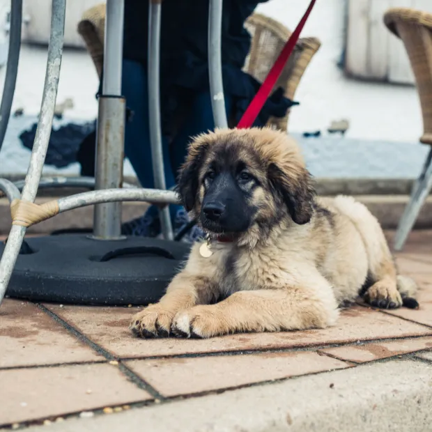 puppy lying down outside a cafe