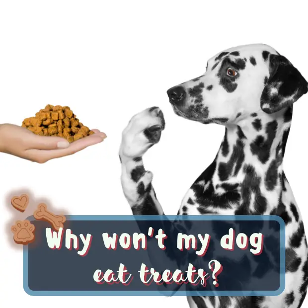 a dalmatian dog holding up a paw to soe food ofeered by hand with the caption why wont my dog eat treats