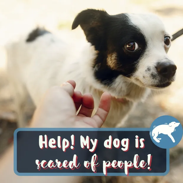 an outstretched hand reaching towards a scared dog wih the caption help my dog is scared of people