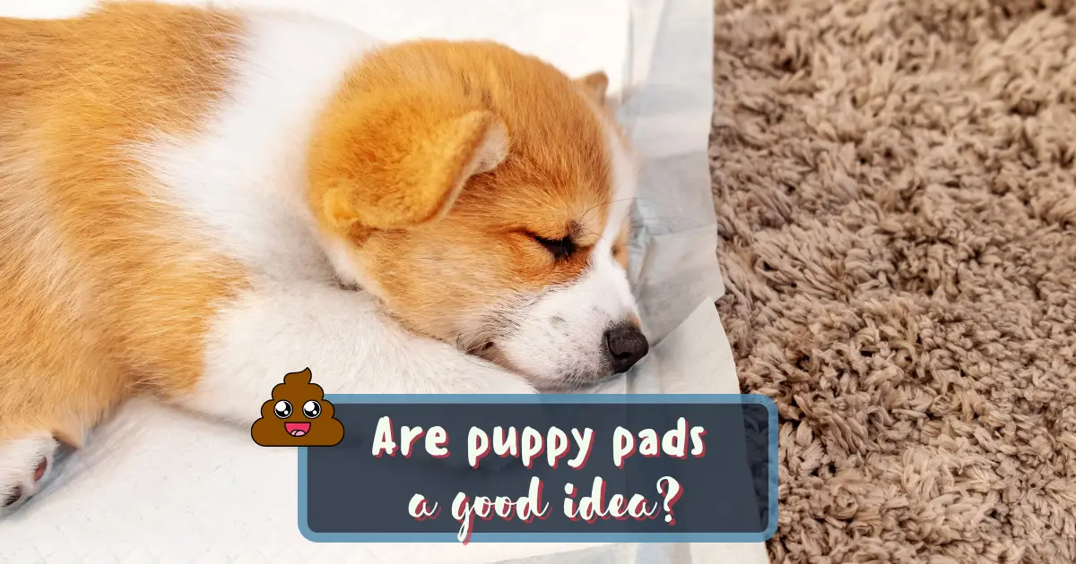 Are puppy pads shop good or bad