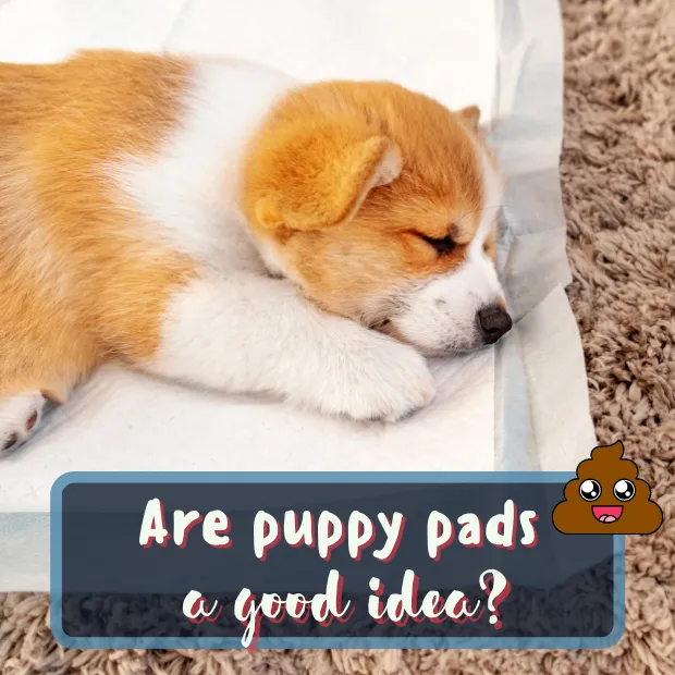 a corgi puppy asleep on a puppy pad with the caption are puppy pads a good idea?