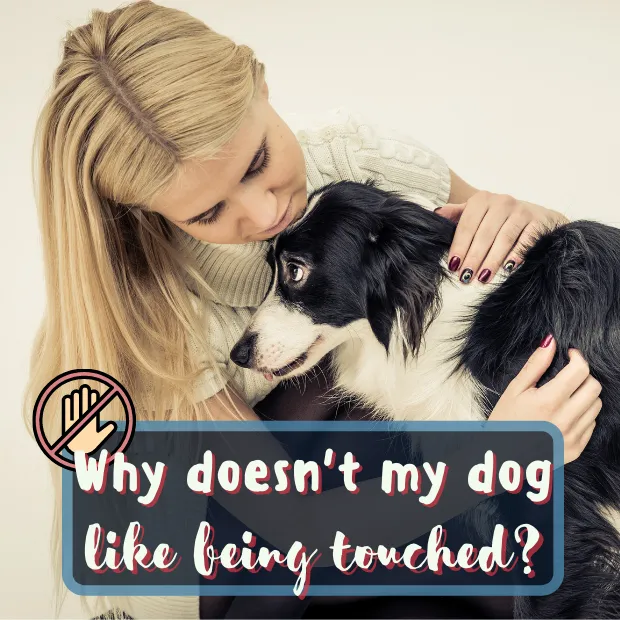 woman hugging a nervous looking border collie with the caption why doesnt my dog like being touched