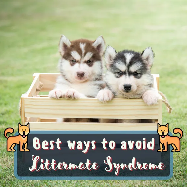 two husky type puppies in a wooden crate with the caption Best ways to avoid littermate syndrome