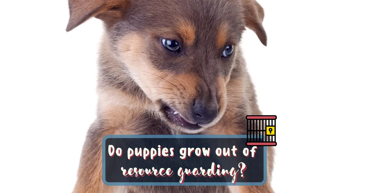 do dogs outgrow resource guarding