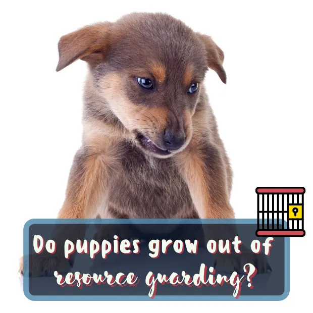 an angry puppy sat snarling with the caption Do puppies grow out of resource guarding