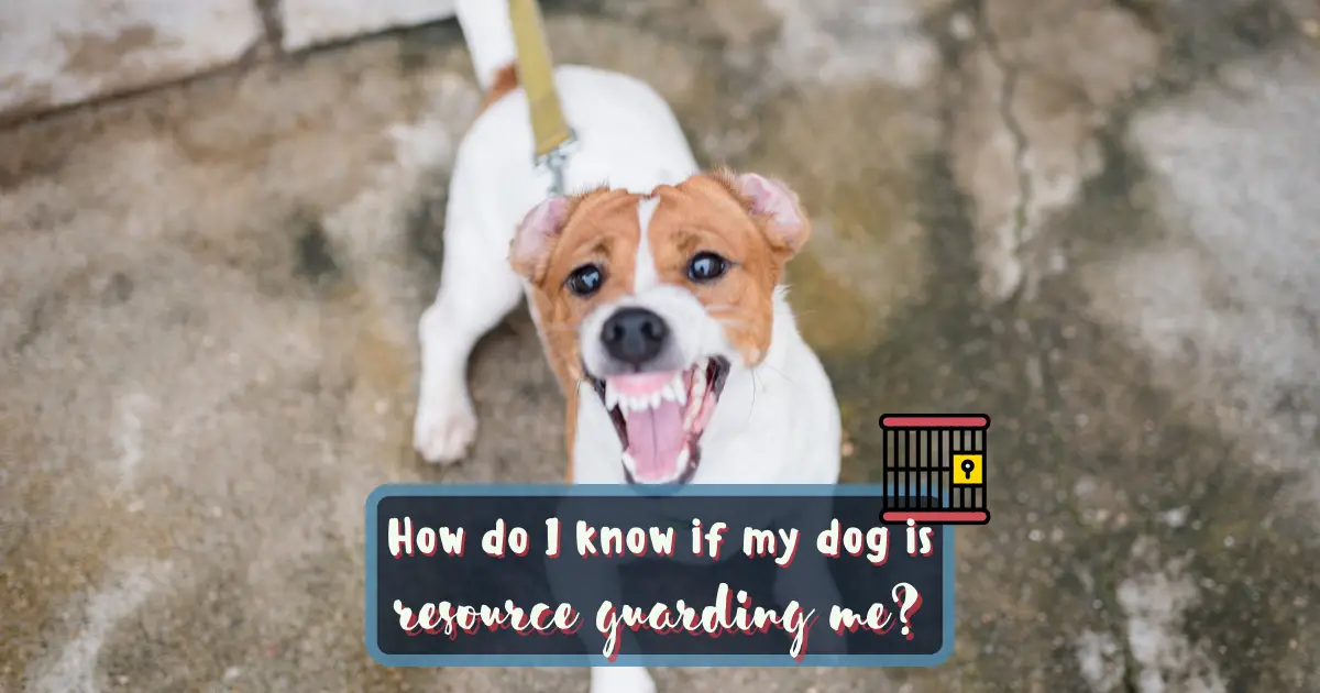 How To Stop A Dog From Guarding