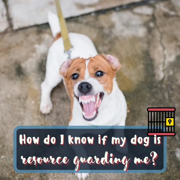 Is my dog resource guarding me -aggressive looking terrrier dog on a lead with the caption How do I know if my dog is resource guarding me
