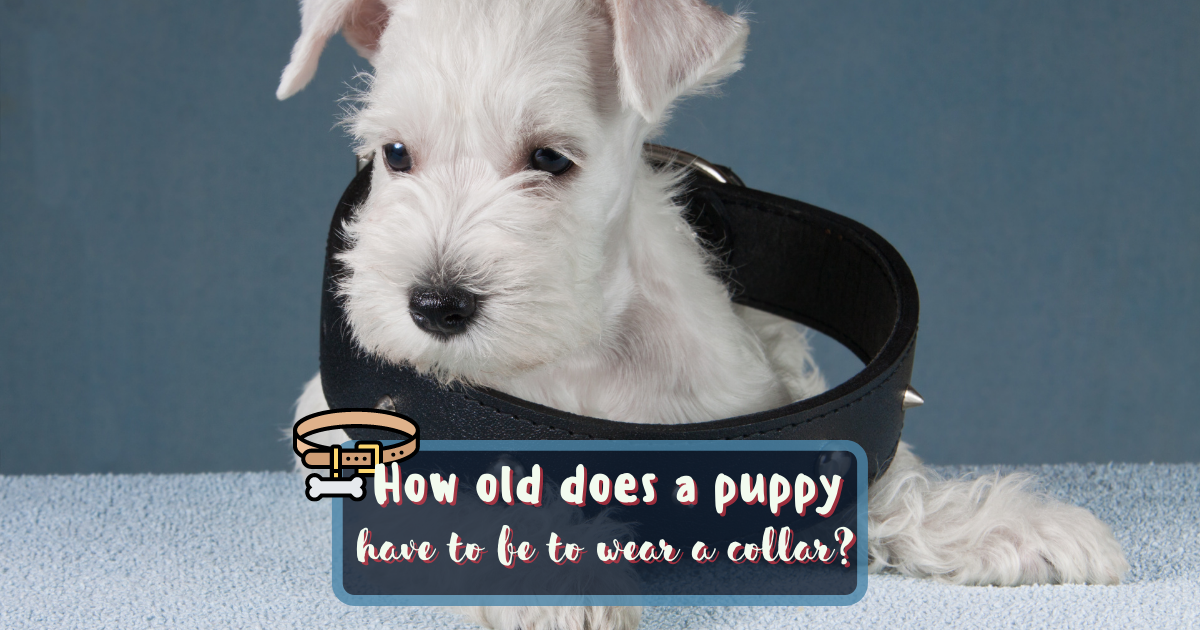 do puppies wear collars