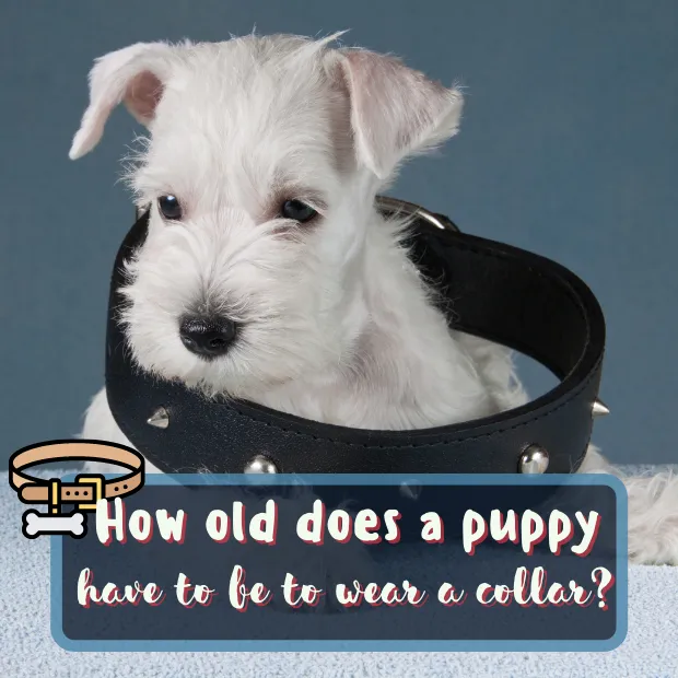 small white puppy wearing a massive leather studded collar with the caption How old does a puppy have to be to wear a collar