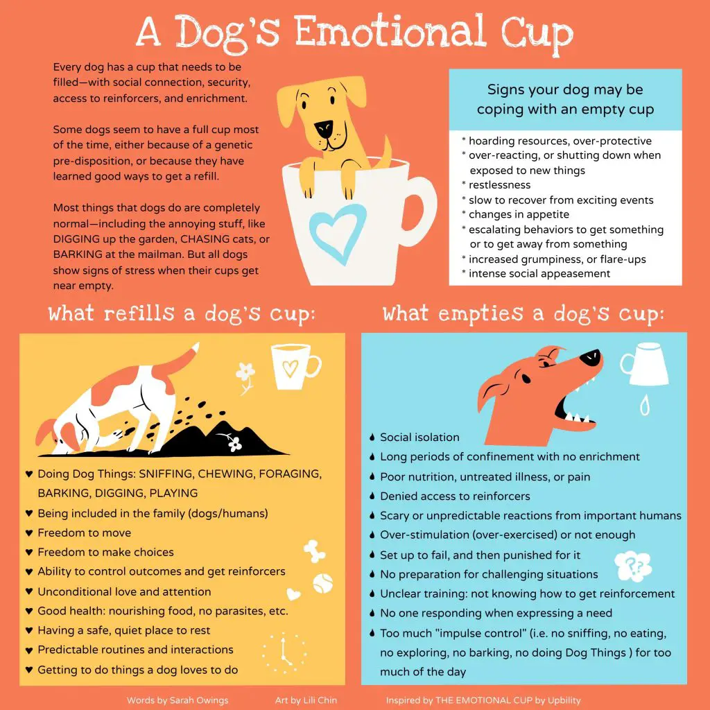 dog emotional cup lili chin graphic