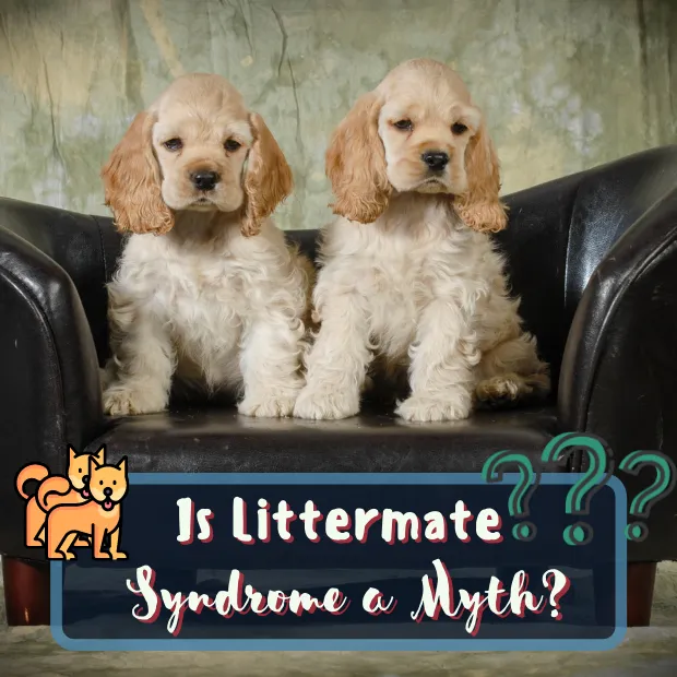two cocker spaniel puppies sat on a leather chair with the caption Is Littermate syndrome a myth