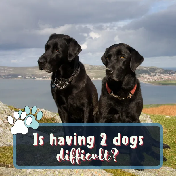 two labradors with the caption is having 2 dogs difficult