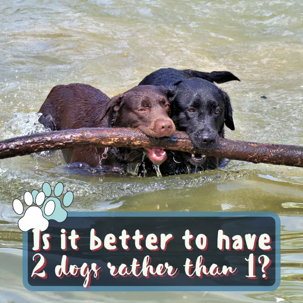 two labradors paddling in water holding a massive branch between them with the caption Is it better to have two dogs rather than one