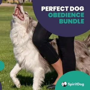 A dog heeling and looking up at its handler with the caption SpiritDog Training Perfect Dog Obedience Bundle