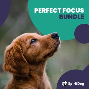 A puppy looking up with the caption SpiritDog Training Perfect Focus Bundle