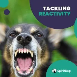 A dog barking at the camera with the caption SpiritDog Training Tackling Reactivity