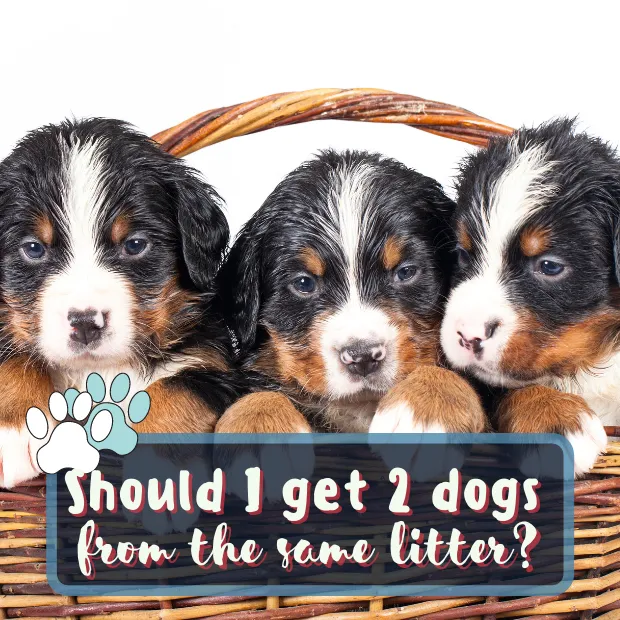 three puppies in a basket with the caption Should I get 2 dogs from the same litter
