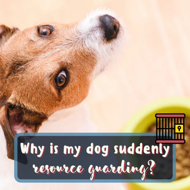 do dogs outgrow resource guarding