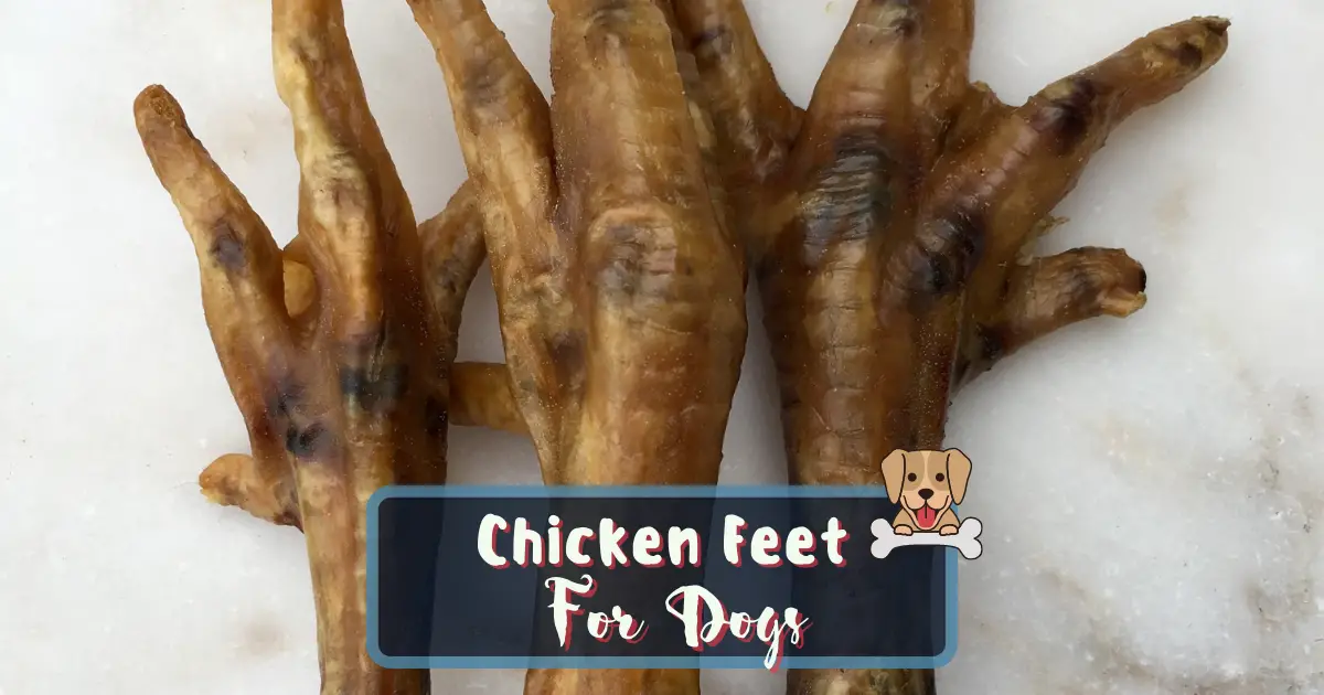 can dogs choke on chicken feet