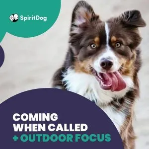 A dog looking at the camera with the caption SpiritDog Training coming when called and outdoor focus