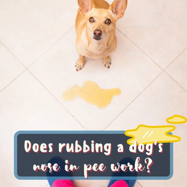 a dog in a bathroom with a urine puddle and the caption does rubbing a dogs nose in pee work