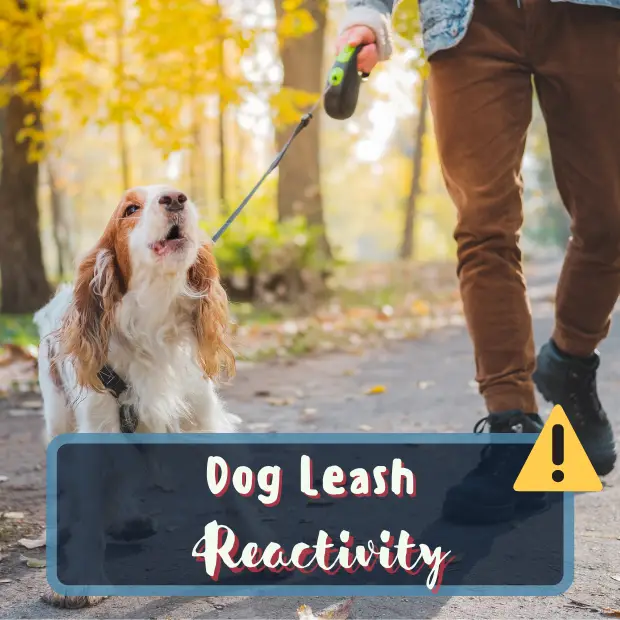 a dog barking on the lead with the caption dog leash reactivity