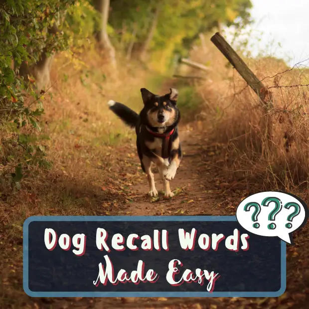dog running towards the camera with the caption dog recall words made easy