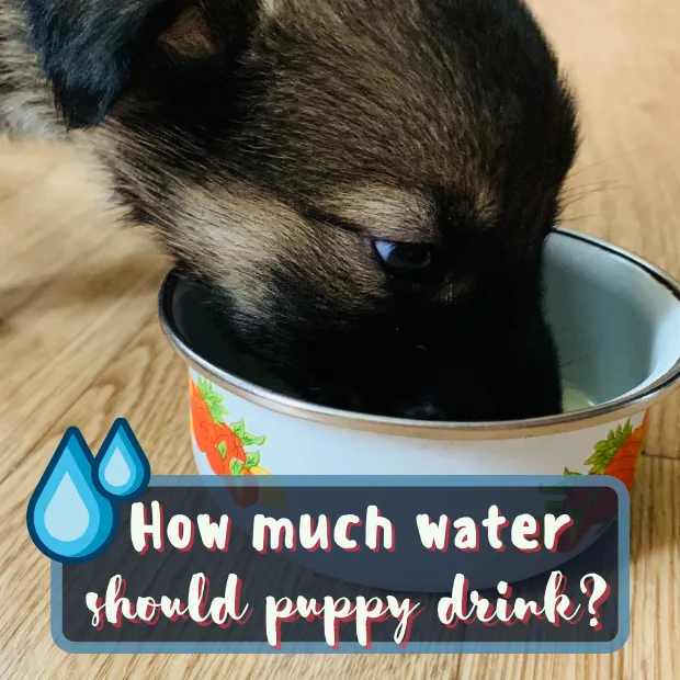 a puppy drinking water from bowl with the caption how much water should a puppy drink