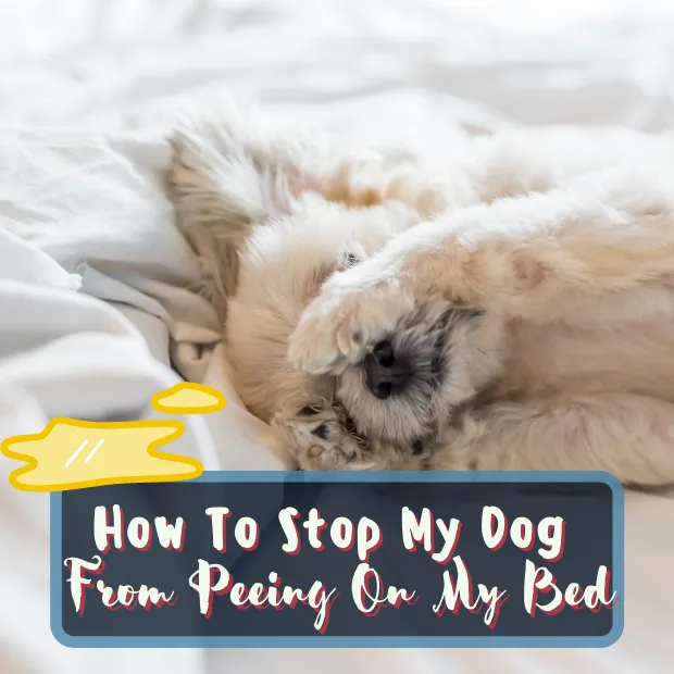 a dog on a bed with its paws over its eyes with the caption how to stop my dog From Peeing On My Bed