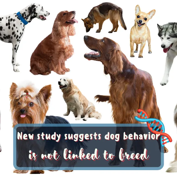 lots of different dog breeds with the caption new study suggests dog behavior is not linked to breed