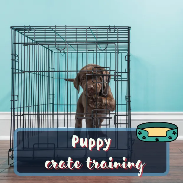 a puppy in crate with the caption puppy crate training