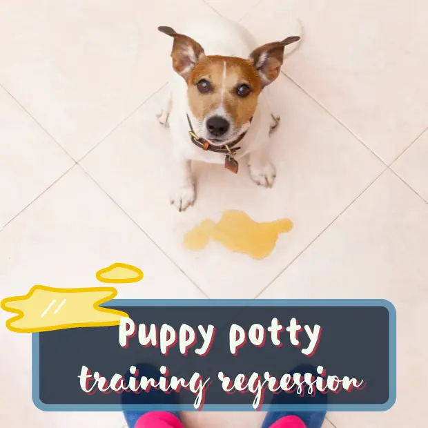a puppy sat in front of a pee spot on the floor with the caption puppy potty training regression