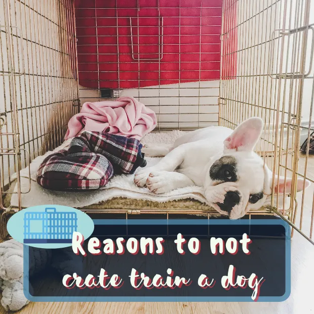 a frenchie laying in a crate with the door open with the caption reasons to not crate train a dog