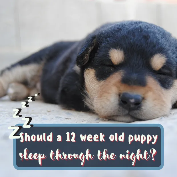 tiny black and tan puppy sleeping peacefully with the caption should a 12 week old puppy sleep through the night